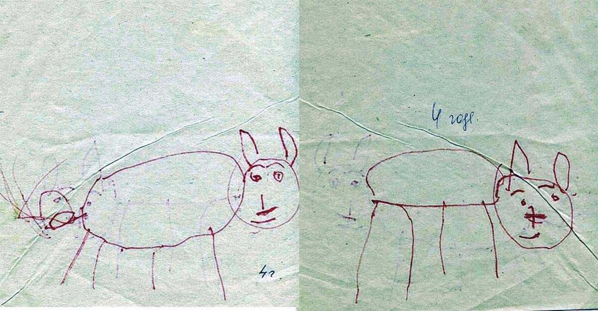 Собаки