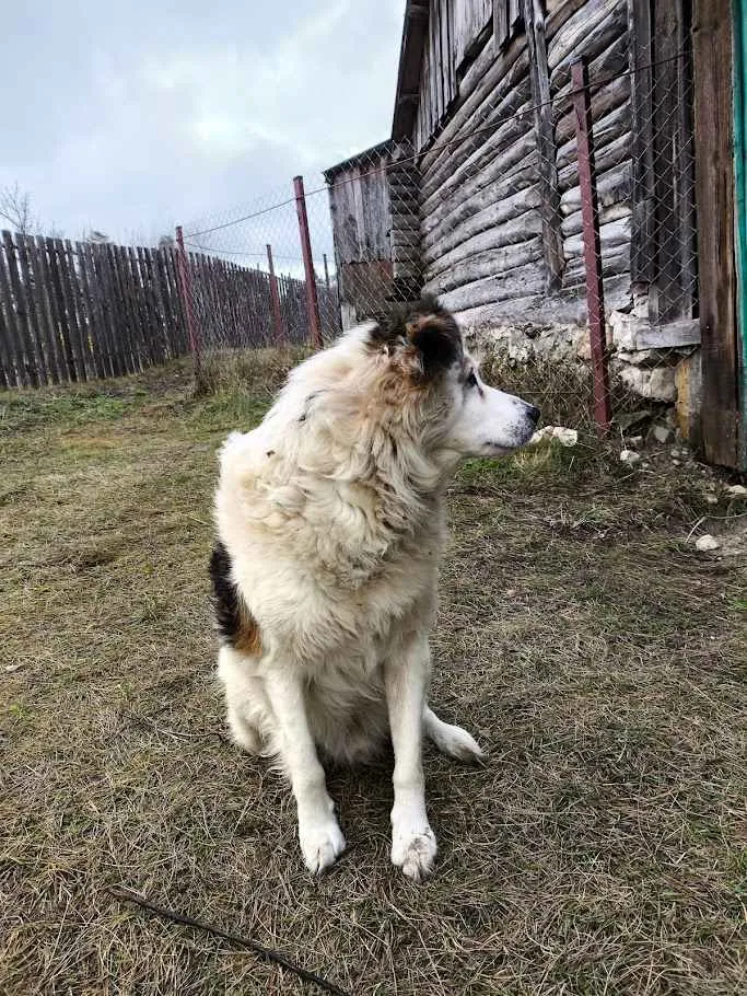 Рекс